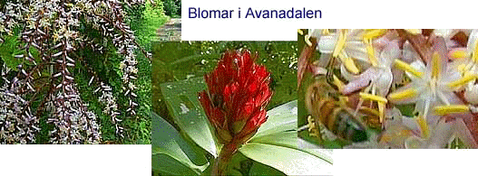 Blomar i Avanadalen