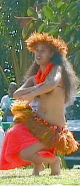 Dansemeister Rarotonga